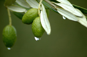 Натуральное оливковое масло Афродита ТМ органичесчкое