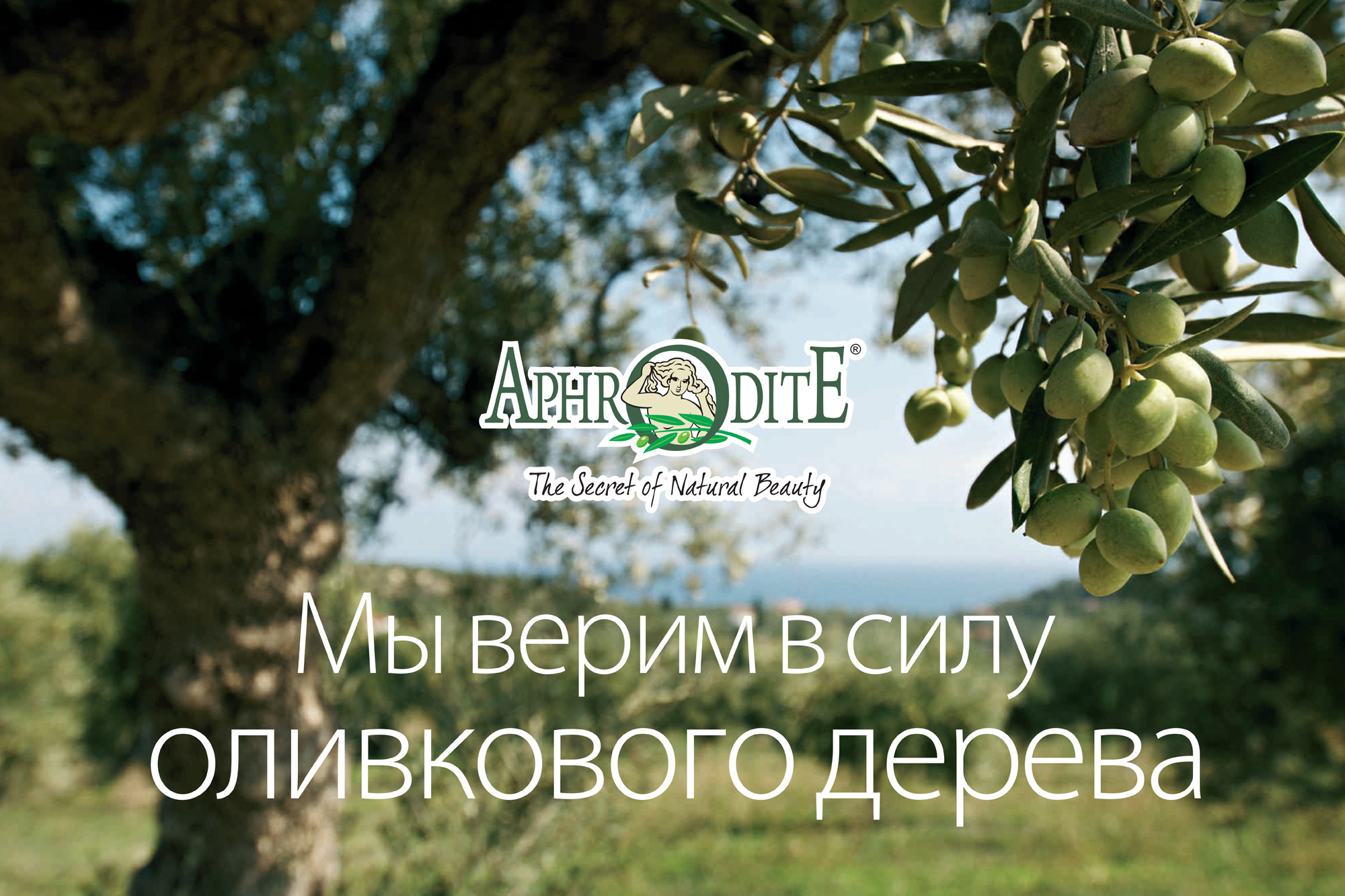Оливковое натуральное дерево Афродита ТМ